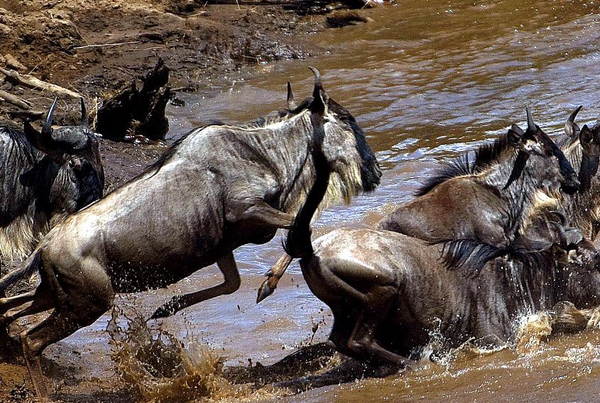 Wildebeest Animal Encyclopedia câini hienă