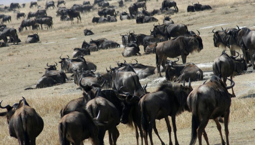 Enciclopedia Animalelor Gnu înaintea noastră