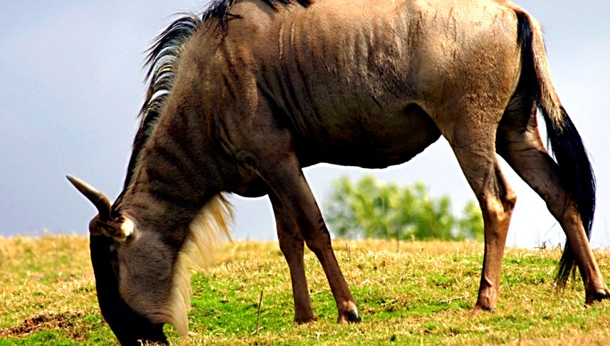 Enciclopedia Animalelor Gnu înaintea noastră