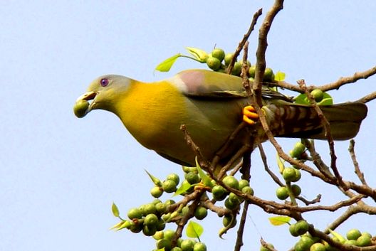 Pigeons Animal Encyclopedia porumbel