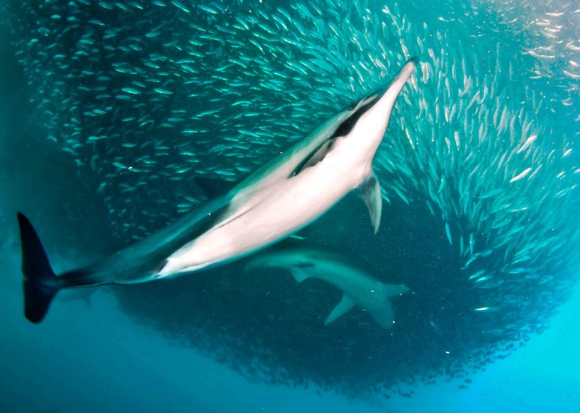 Enciclopedia animalelor Delfinii aceste animale