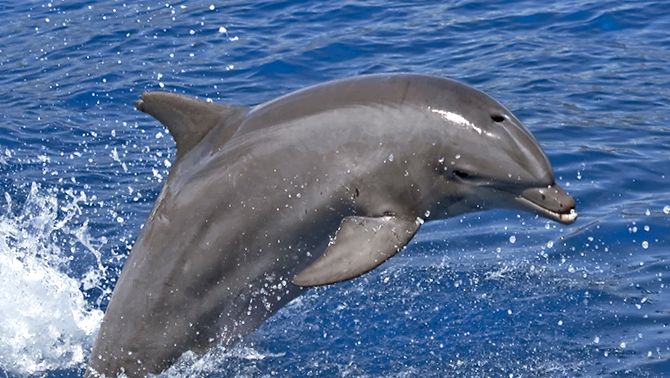 Enciclopedia animalelor Delfinii aceste animale