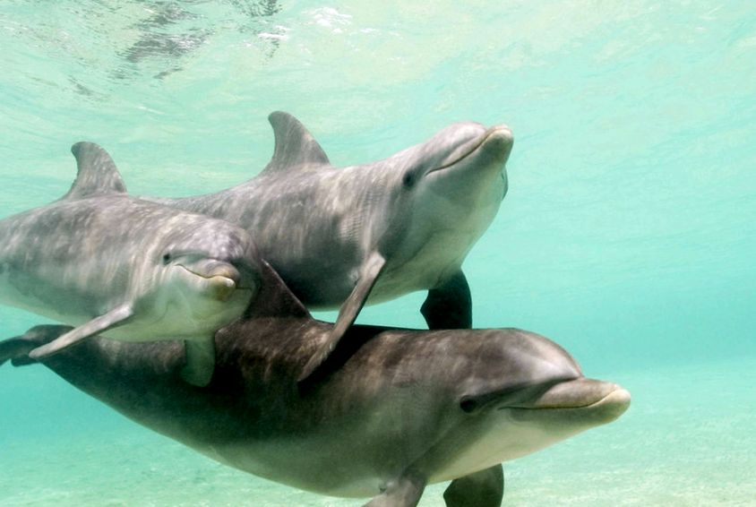 Enciclopedia animalelor Delfinii enciclopedie