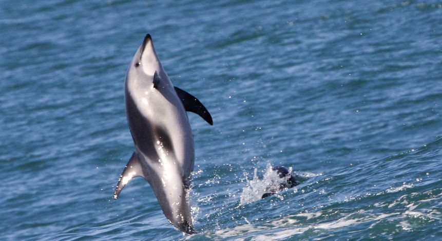 Enciclopedia animalelor Delfinii enciclopedie