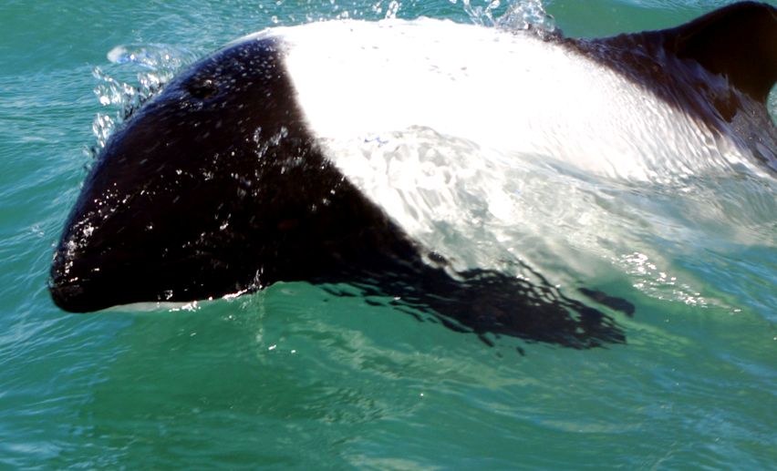 Enciclopedia animalelor Delfinii animal