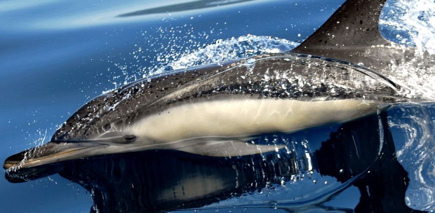 Enciclopedia animalelor Delfinii aceste animale