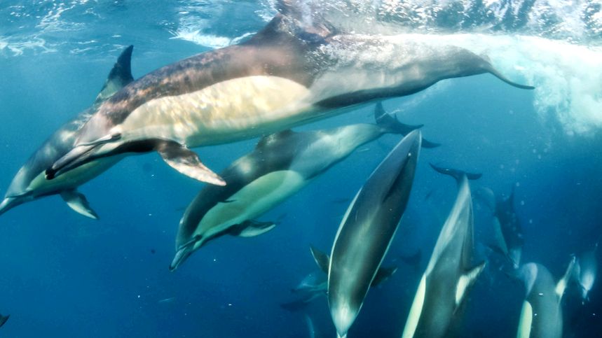 Enciclopedia animalelor Delfinii În plus