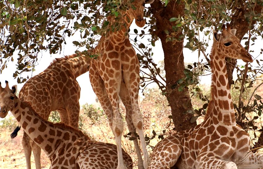 Giraffe Animal Encyclopedia enciclopedie