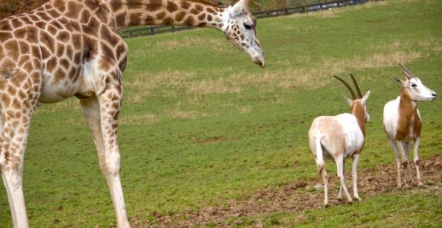 Giraffe Animal Encyclopedia aceste animale