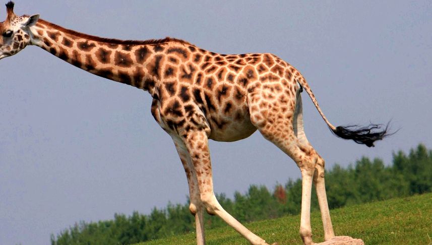 Giraffe Animal Encyclopedia girafă