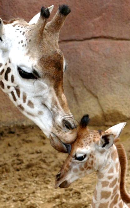 Giraffe Animal Encyclopedia girafă