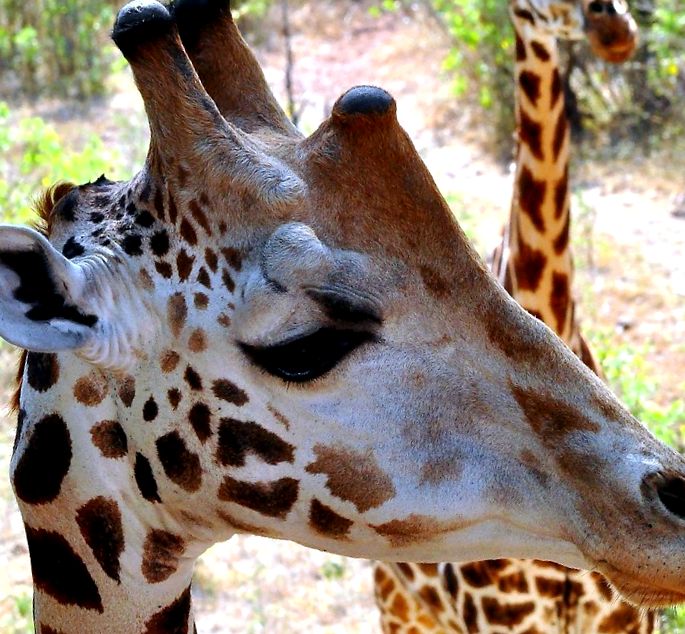Giraffe Animal Encyclopedia ajunge cel mai mult