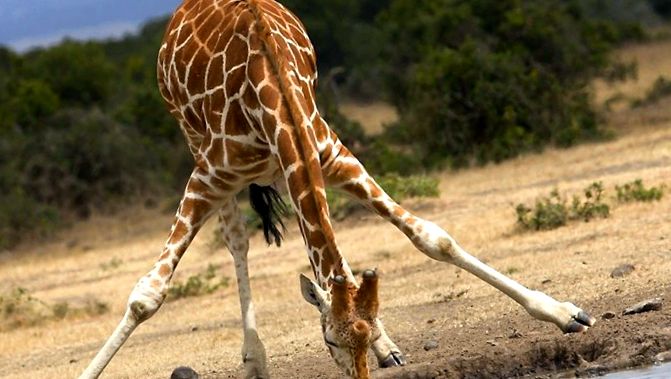 Giraffe Animal Encyclopedia animal
