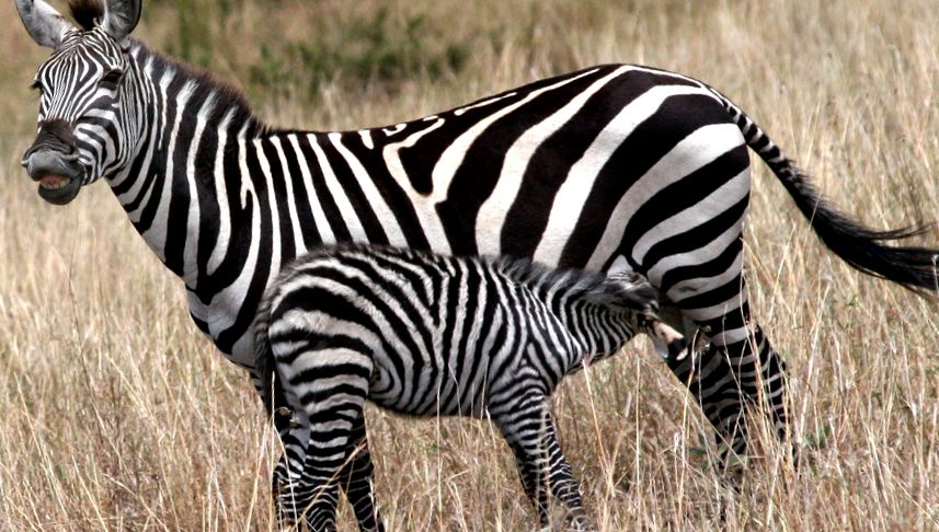 Enciclopedia Animalelor Zebre Equus burchelli