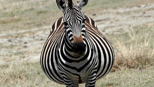 Enciclopedia Animalelor Zebre zebră