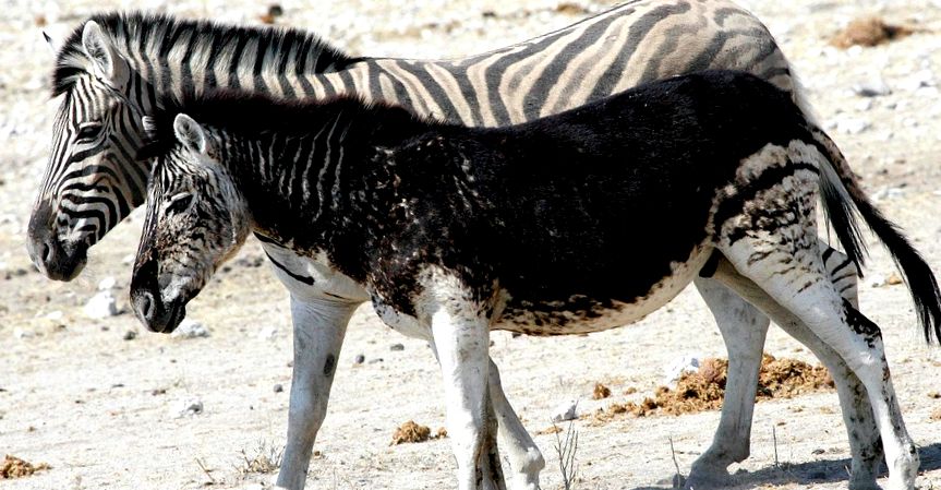 Enciclopedia Animalelor Zebre zebră
