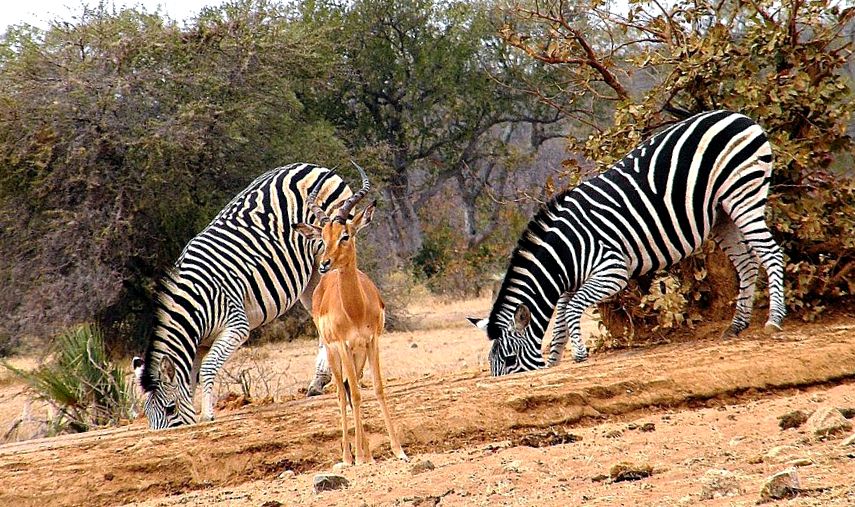Enciclopedia Animalelor Zebre Equus burchelli