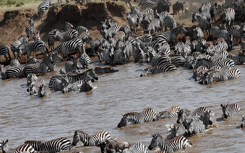 Enciclopedia Animalelor Zebre enciclopedie
