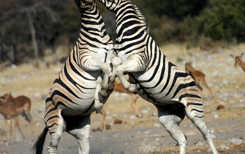 Enciclopedia Animalelor Zebre zebră