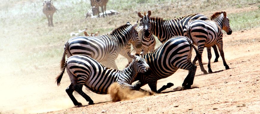 Enciclopedia Animalelor Zebre zebră