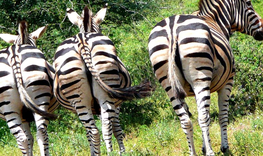 Enciclopedia Animalelor Zebre Equus burchelli