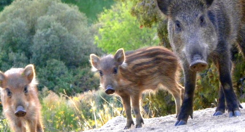 Enciclopedia Animalului Mistret porci sălbatici