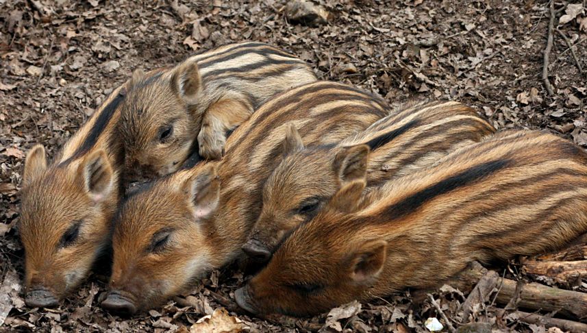 Enciclopedia Animalului Mistret mistreți des