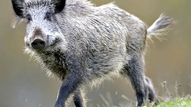 Enciclopedia Animalului Mistret mistreți des