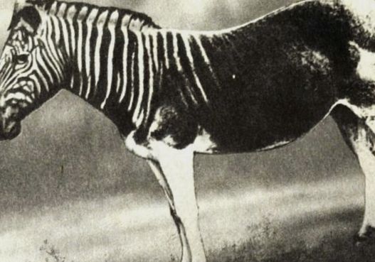 Enciclopedia Animalelor Zebre animal