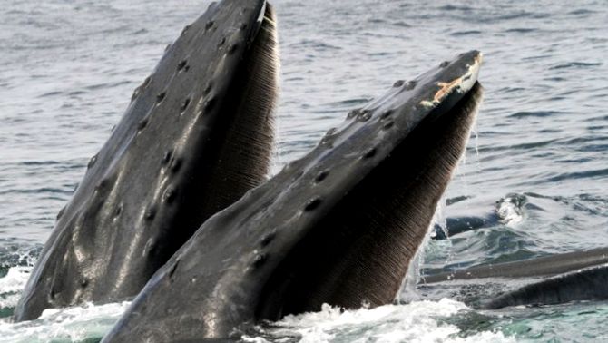 Enciclopedia animalelor cu balene balene balene