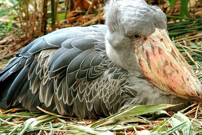 Enciclopedia animalelor Kitoglav fiecare
