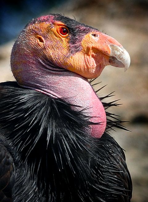 Enciclopedia animalelor Condors california condor