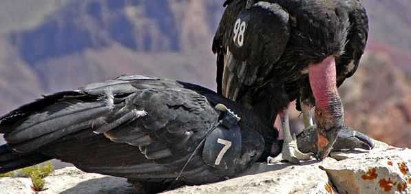 Enciclopedia animalelor Condors aceste păsări