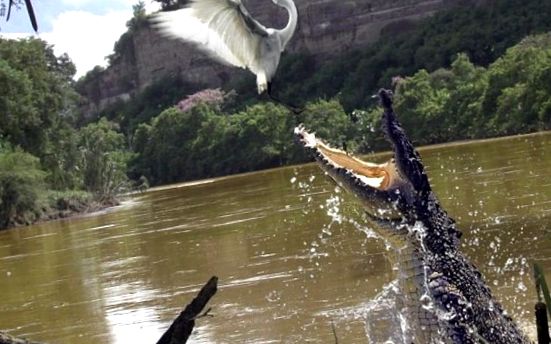Crocodile Animal Encyclopedia crocodil