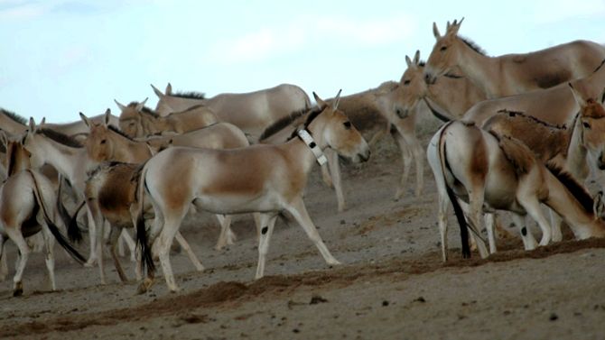 Enciclopedia animalelor Kulan fiecare