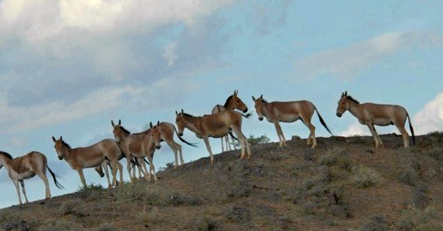 Enciclopedia animalelor Kulan animal