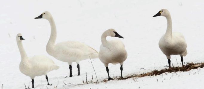 Enciclopedia animalelor Swans animal