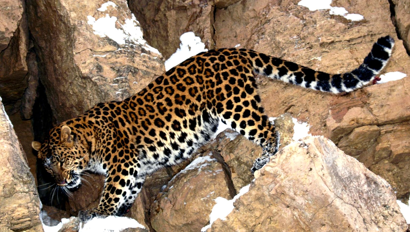 Enciclopedia animalelor leopard animal