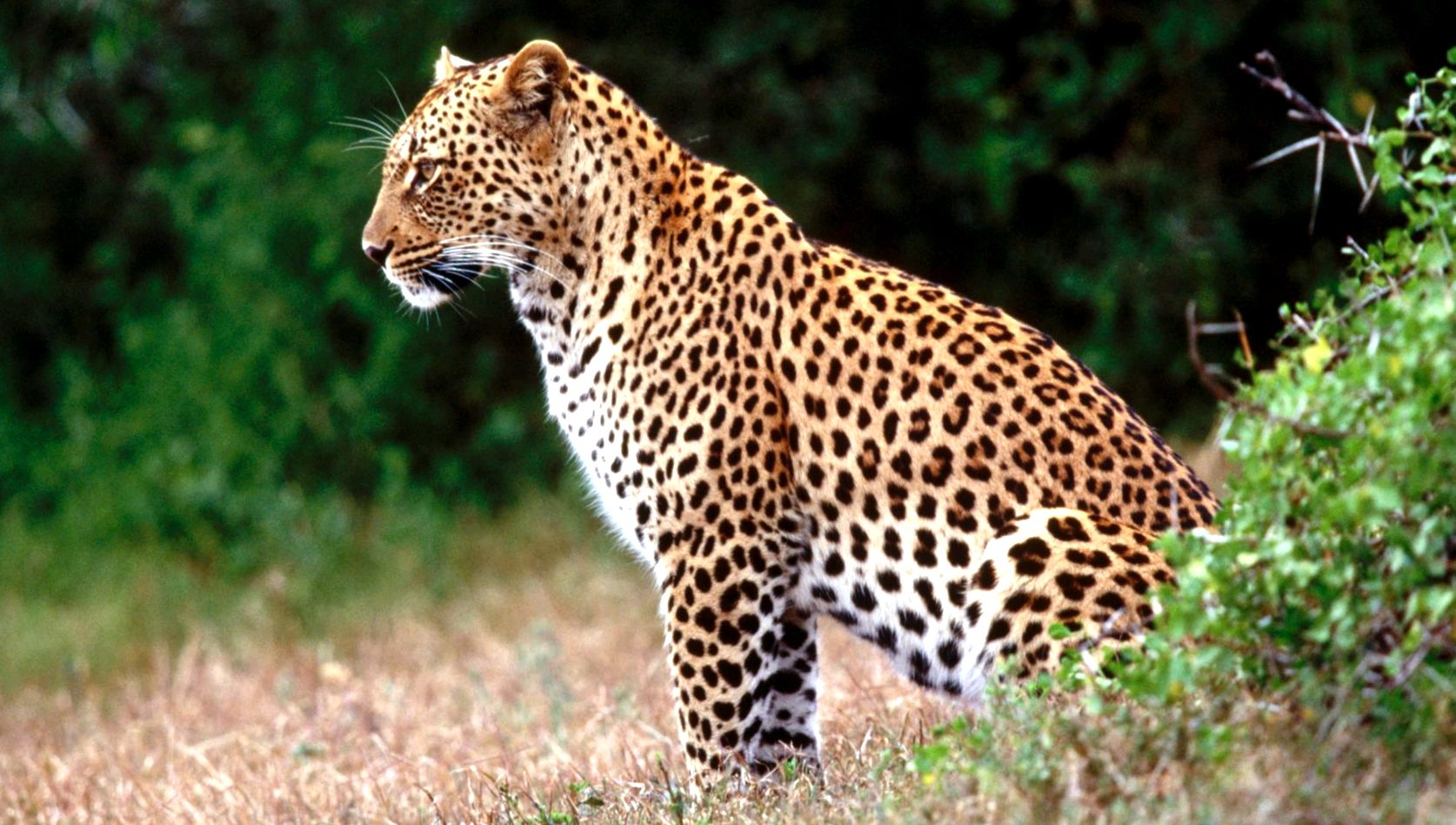 Enciclopedia animalelor leopard enciclopedie