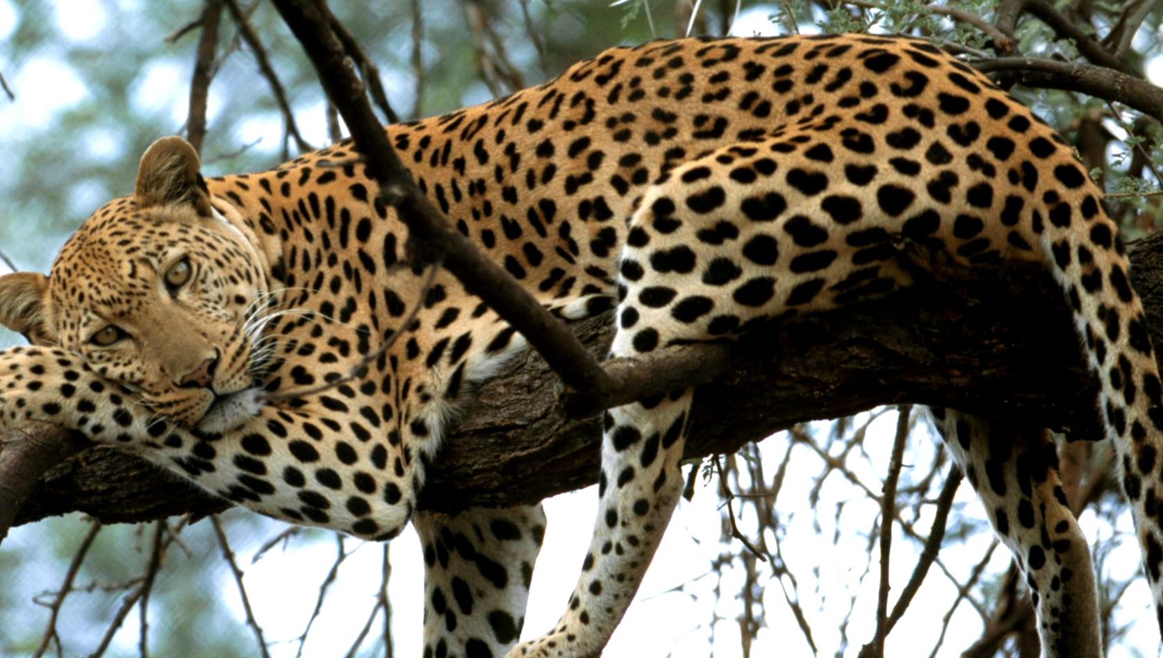 Enciclopedia animalelor leopard enciclopedie