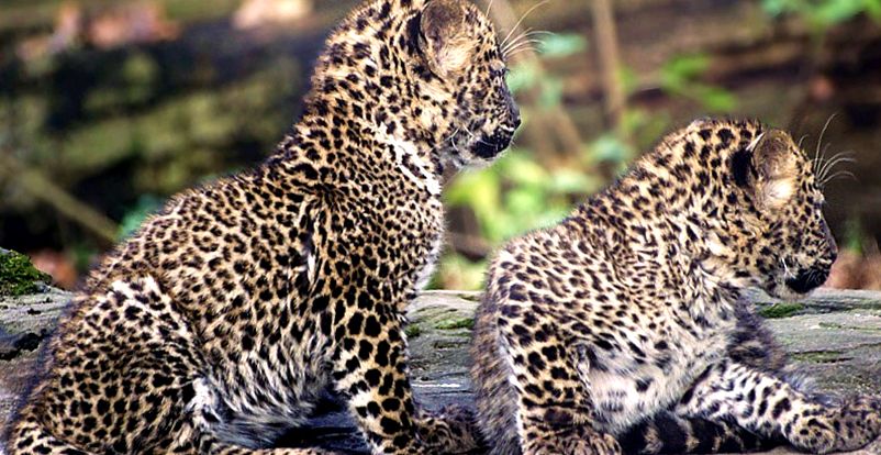 Enciclopedia animalelor leopard enciclopedie