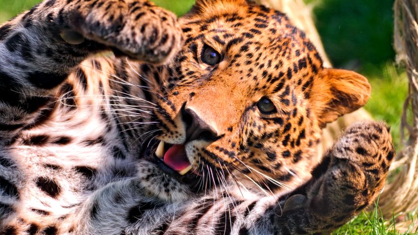 Enciclopedia animalelor leopard leopard