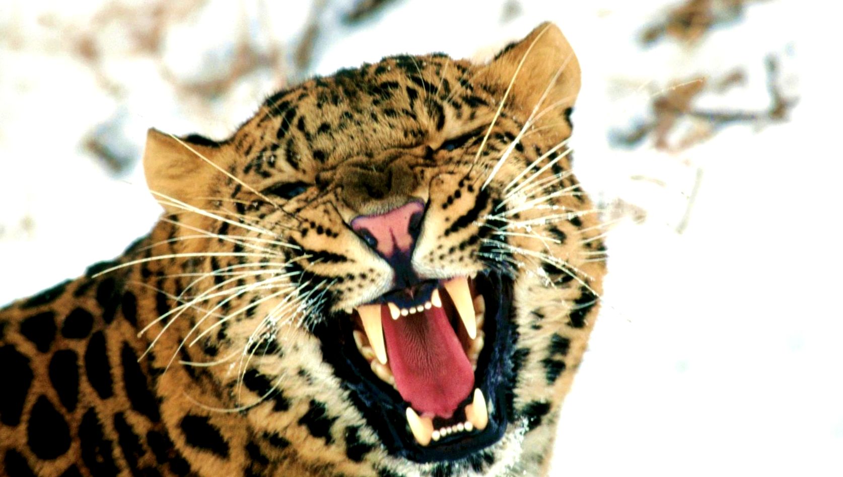 Enciclopedia animalelor leopard animal