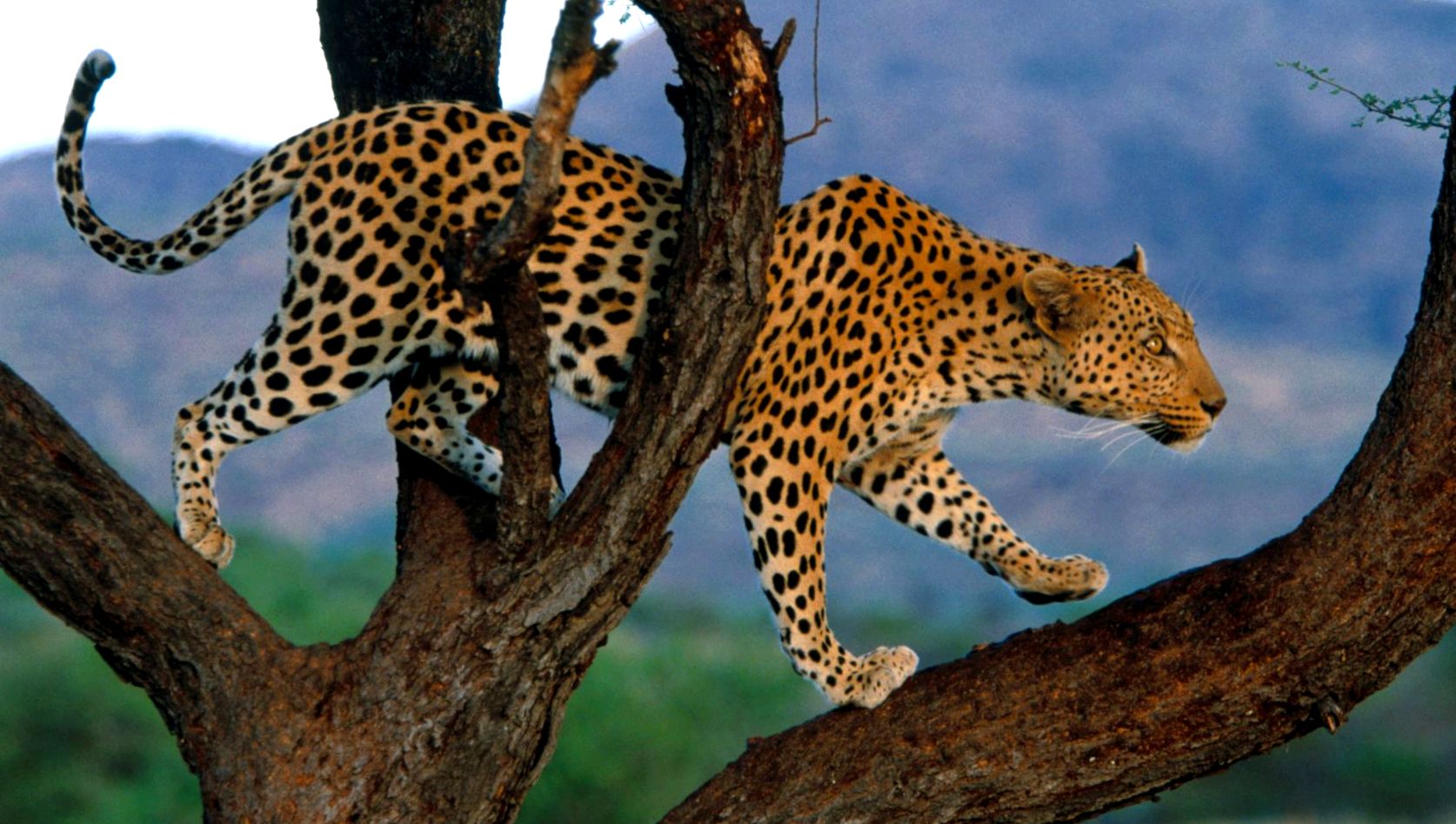 Enciclopedia animalelor leopard animal