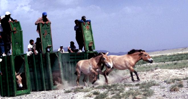 Calul lui Przewalski Enciclopedia animalelor cal