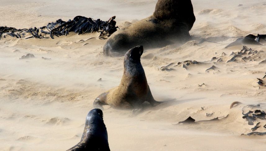 Seals Enciclopedia animalelor foci de blană