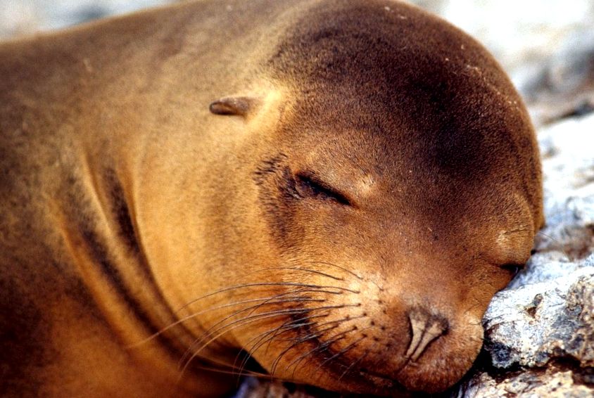 Seals Enciclopedia animalelor nautic