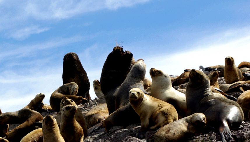 Seals Enciclopedia animalelor pisică