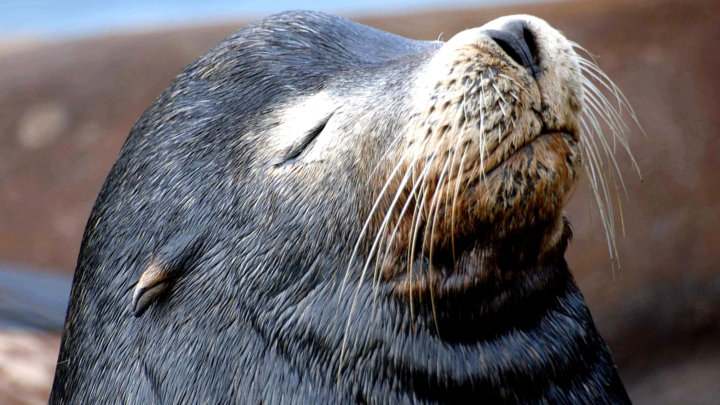 Seals Enciclopedia animalelor foci de blană