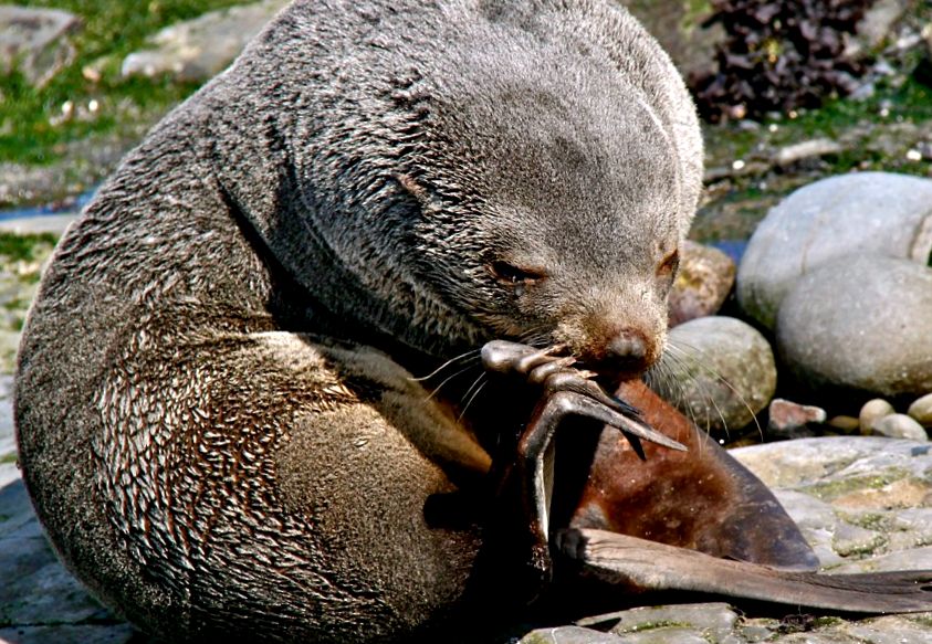 Seals Enciclopedia animalelor foci de blană